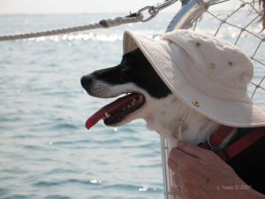 Bailey at sea